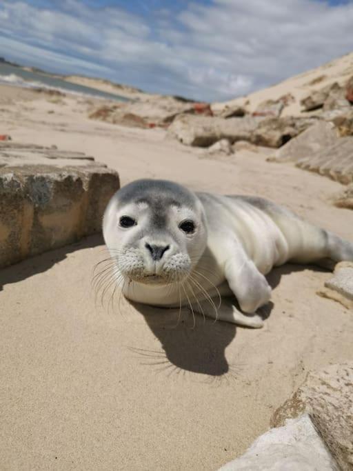 Cozy D'Opale Charmant T1 Bord De Mer Cour Privee Et Clot Wifi 3 Pers Animaux Acceptes Gratuit Daire Berck Dış mekan fotoğraf