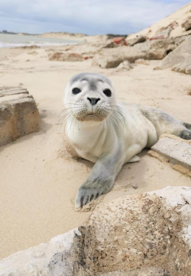Cozy D'Opale Charmant T1 Bord De Mer Cour Privee Et Clot Wifi 3 Pers Animaux Acceptes Gratuit Daire Berck Dış mekan fotoğraf
